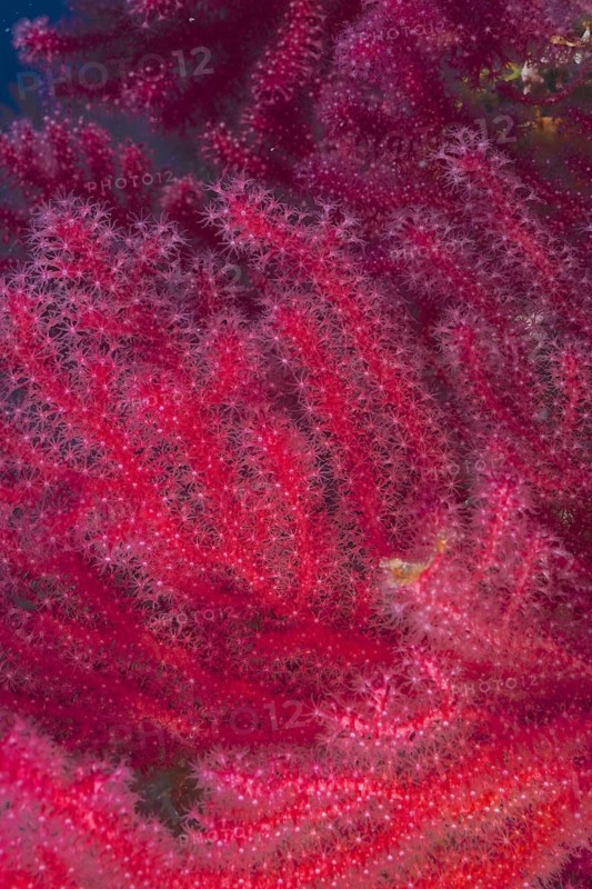 Close-up of Violescent sea-whip (Paramuricea clavata) with open polyps. Dive site Giens Peninsula, Provence Alpes Côte d'Azur, France, Europe