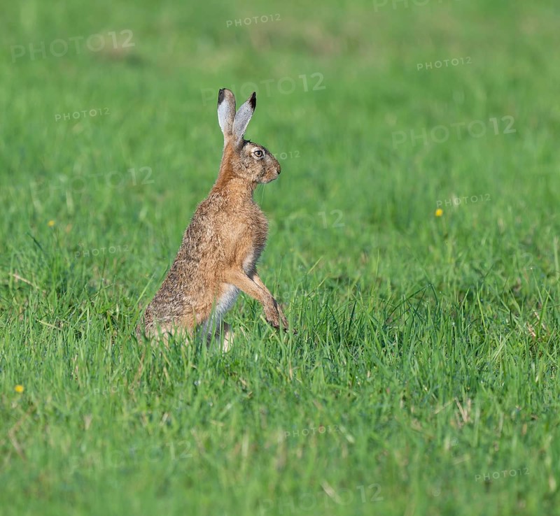 European hare (Lepus europaeus) standing on its hind paws in a meadow, European hare making a cone, wildlife, Thuringia, Germany, Europe
