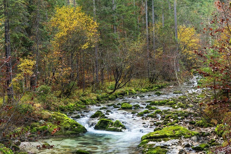 Nature in the Echerntal. The forest stream, rocks with moss. Autumn, colourful autumn leaves. Hallstatt, Salzkammergut, Upper Austria, Austria, Europe