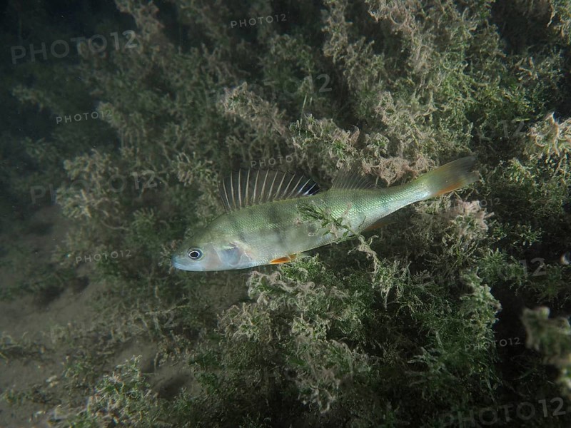 A striped fish, perch (Perca fluviatilis), Egli swims among the algae in a green underwater landscape. Terlinden dive site, Küsnacht, Lake Zurich, Canton Zurich, Switzerland, Europe