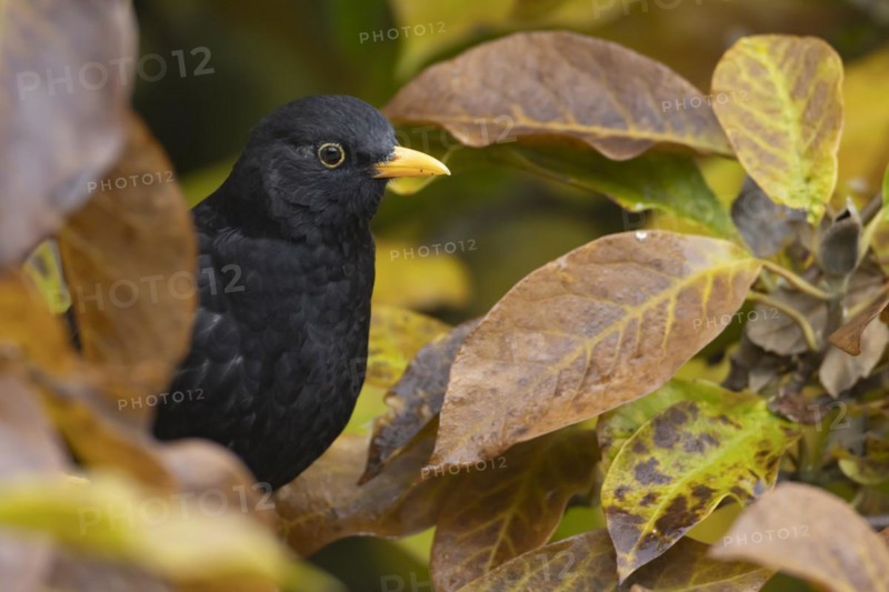 European blackbird (Turdus merula) adult male bird amongst autumn leaves of a garden Magnolia tree, England, United Kingdom, Europe