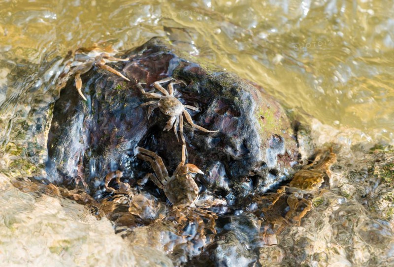 Several chinese mitten crab (Eriocheir sinensis), invasive species, neozoon, crabs, juveniles, cling to a rock on their migration upstream and seek shelter on it, fast-flowing, agitated water with trapped air bubbles washes around stones, rapids, river, water body, barrage of the Elbe in Geesthacht, Lower Saxony, Schleswig-Holstein, Germany, Europe