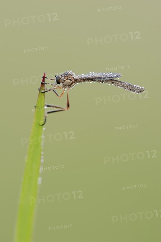 Striped slender robber fly (Leptogaster cylindrica) with dewdrops, North Rhine-Westphalia, Germany, Europe