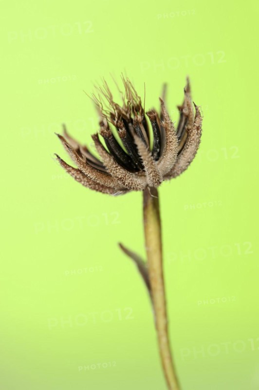 Cretaceous ragwort (Hedypnois rhagadioloides, Hedypnois cretica), fruit stand, Camargue, Provence, southern France