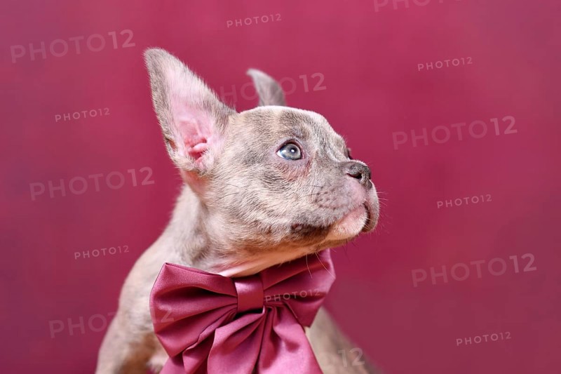 Portrait of young Lilac Brindle French Bulldog dog puppy with burgundy ribbon in front of studio background