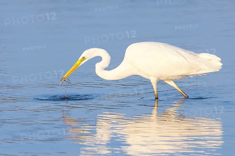 Great Egret (Ardea alba) foraging in the water, with Nilsson's pipefish, Syngnathus rostellatus as prey, Wildlife, Heron, Waterfowl, Baltic Sea coast, Fehmarn Island, East Holstein, Schleswig-Holstein, Germany, Europe