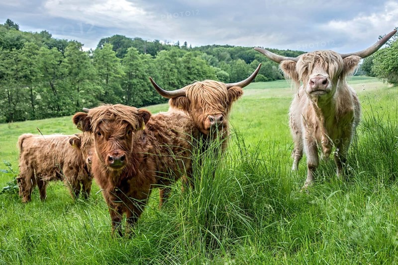 Highland cattle, Highland Cattle or Kyloe (Bos primigenius f. taurus), shaggy coat covers eyes, calves, cows, herd grazing on pasture, high lush grass, Nidda, Wetterau, Hesse, Germany, Europe