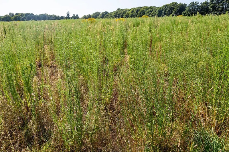 Martlesham Wilds, Suffolk Wildlife Trust farmland re-wilding project, near Woodbridge, Suffolk, England, UK