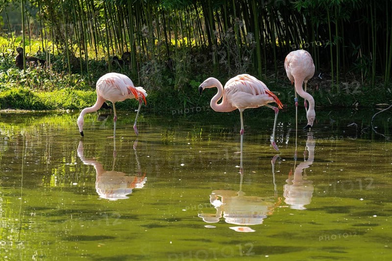 Flamingos (Phoenicopteridae) standing in a pond, reflection, Captive, North Rhine-Westphalia, Germany, Europe