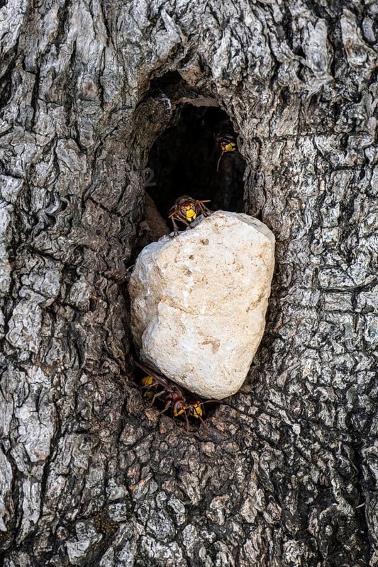 Hornets (Vespa crabro) at the nest entrance in an olive tree, Sicily, Italy, Europe
