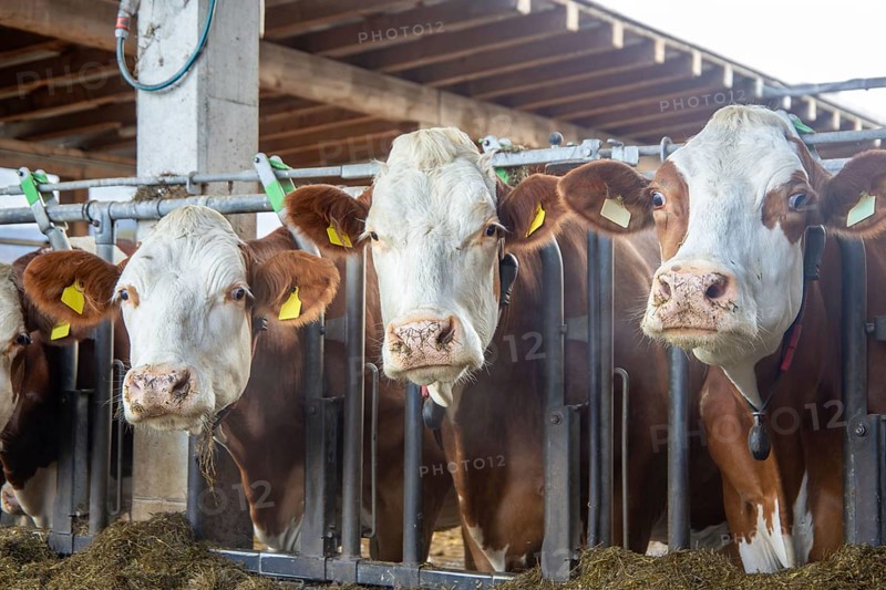Dairy cows (Simmental Fleckvieh) in a dairy farmer's barn