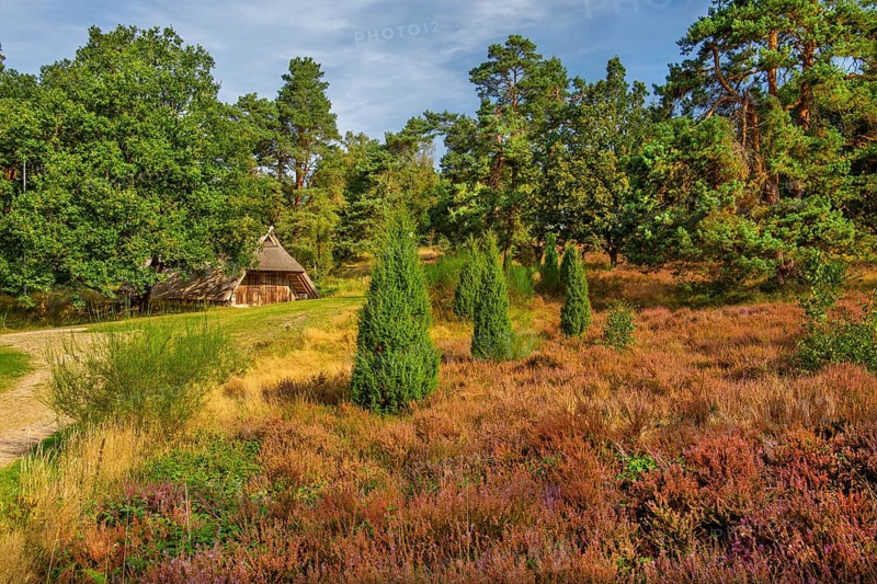 Heath landscape with sheepfold, Bispingen, Lüneburg Heath, Lower Saxony, Germany, Europe