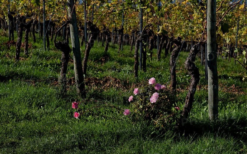 Roses, rosebush as an early warning system for mildew infestation, vineyard, vines, grapevines, viticulture, autumn colouring, autumn, Kappelberg, Fellbach, Waiblingen, Baden-Württemberg, Germany, Europe
