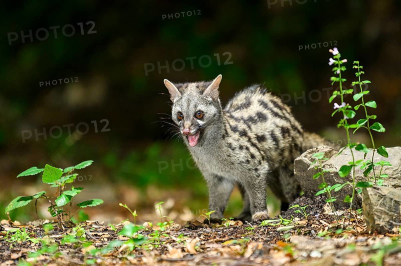 Common genet (Genetta genetta), wildlife in a forest, Montseny National Park, Catalonia, Spain, Europe