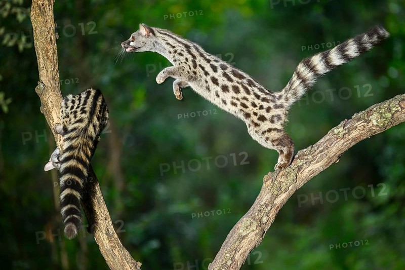 Common genet (Genetta genetta), jumping on a tree while climbing, wildlife in a forest, Montseny National Park, Catalonia, Spain, Europe