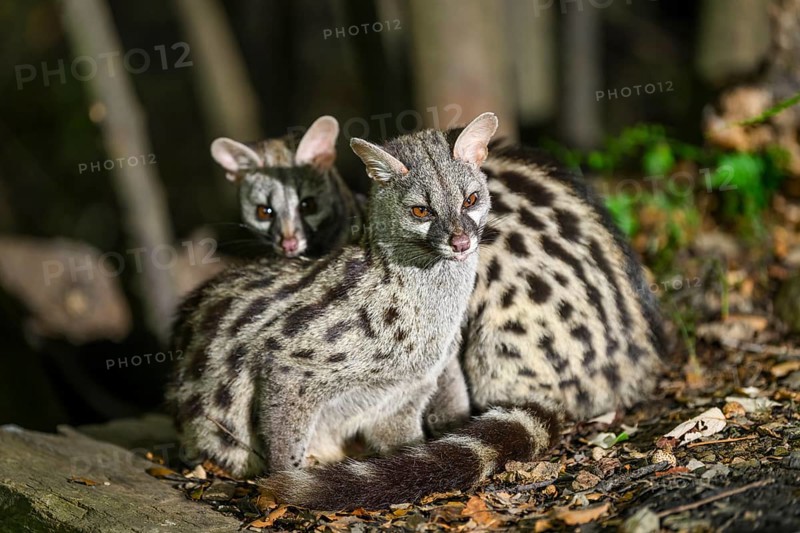 Two Common genets (Genetta genetta), cuddling wildlife in a forest, Montseny National Park, Catalonia, Spain, Europe