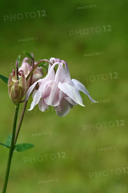 Columbine (Aquilegia vulgaris), white flower at the edge of a forest, Wilnsdorf, North Rhine-Westphalia, Germany, Europe