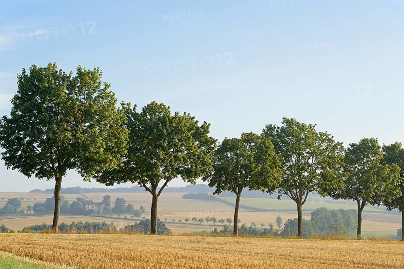 Row of trees, maple (Acer) on a stubble field in the morning mist, blue sky, North Rhine-Westphalia, Germany, Europe