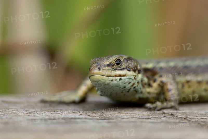 Common lizard (Zootoca vivipara) adult reptile basking on a wooden sleeper, England, United Kingdom, Europe
