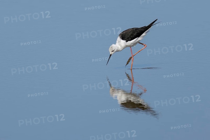 Black winged stilt (Himantopus himantopus) adult wading bird feeding in shallow water, England, United Kingdom, Europe