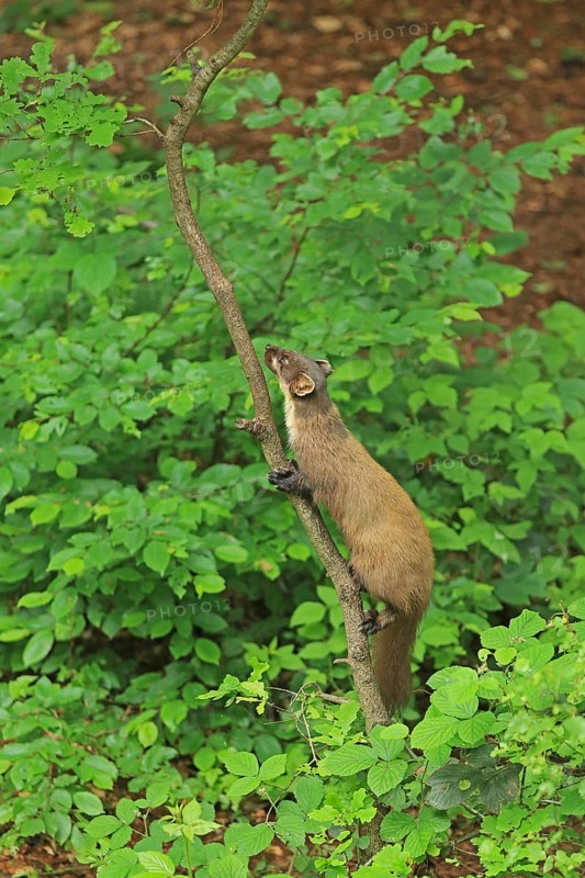 Pine marten