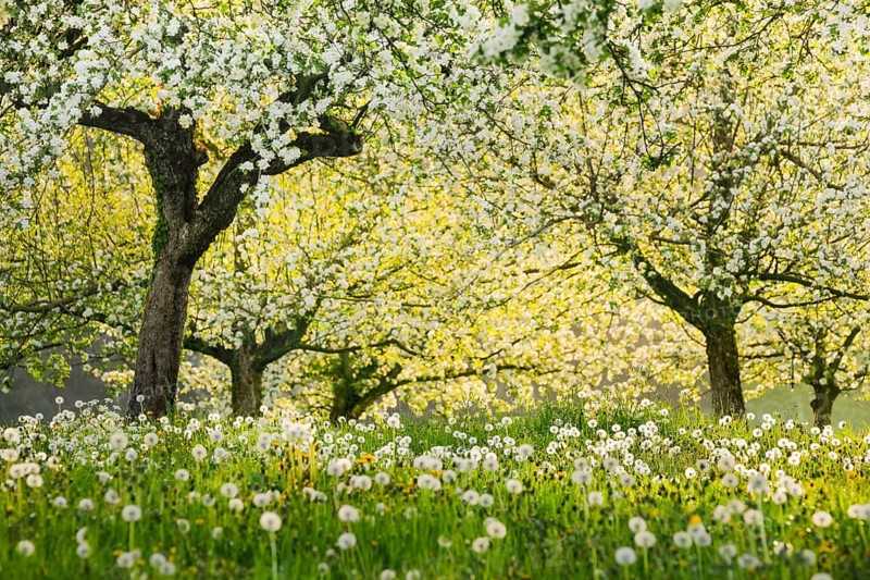 Blossoming apple trees amidst dandelions in the evening backlight, Canton Thurgau, Switzerland, Europe