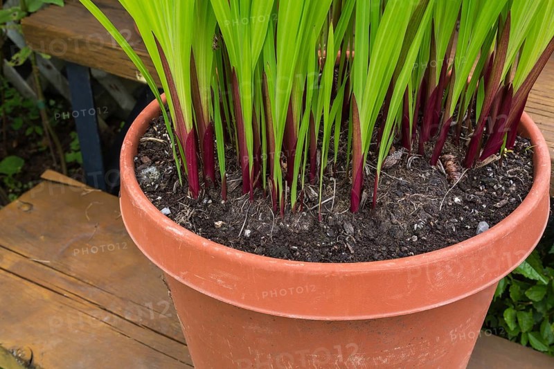 Close-up of emerging annual plants in plastic terracotta container on brown stained step of wooden deck in backyard garden in summer, Quebec, Canada, North America