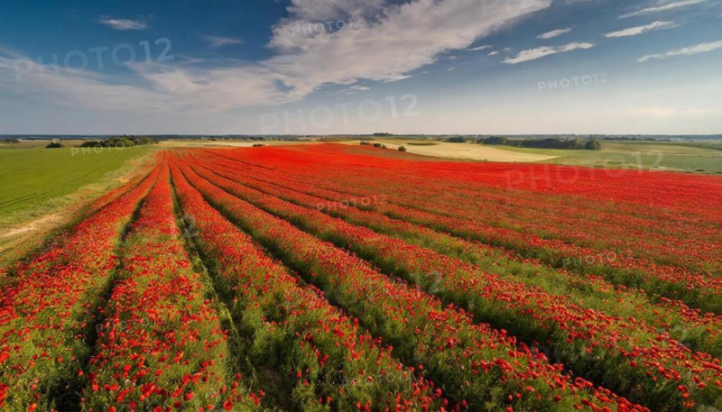 Agriculture, dense, intensely red blooming poppy field up to the horizon, aerial view, from above, AI generated, AI generated