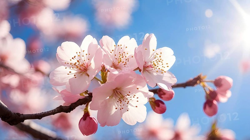 Blooming cherry blossoms with soft pink petals against a clear blue sky, with delicate sunlight filtering through, AI generated