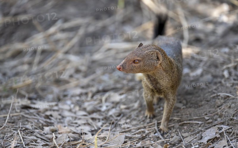 Slender mongoose (Herpestes sanguineus) Kruger National Park, South Africa, Africa