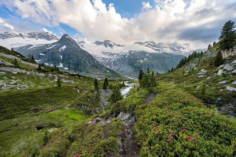 Mountain landscape with hiking trail between alpine roses, behind mountain peak Steinmandl and Großer Möseler with glacier Waxeggkees, Berliner Höhenweg, Zillertal Alps, Tyrol, Austria, Europe