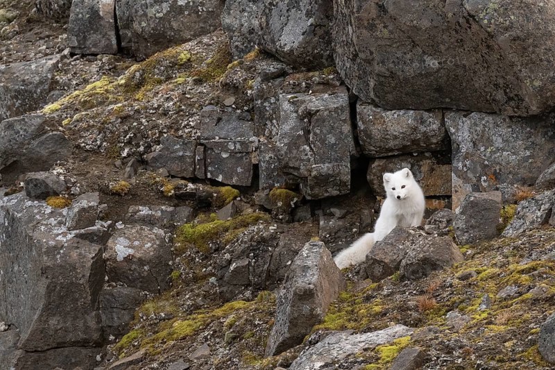 Arctic fox (Vulpes lagopus) in winter coat between rocks, Straumsland, Spitsbergen, Svalbard, Norway, Europe