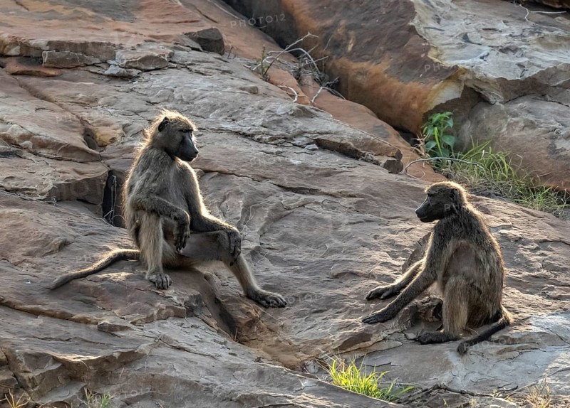 Chacma baboons (Papio ursinus), sitting on stones, Kruger National Park, South Africa, Africa