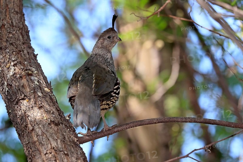 Gambel's quail (Callipepla gambelii), adult, female, on tree, alert, Sonoran Desert, Arizona, North America, USA, North America