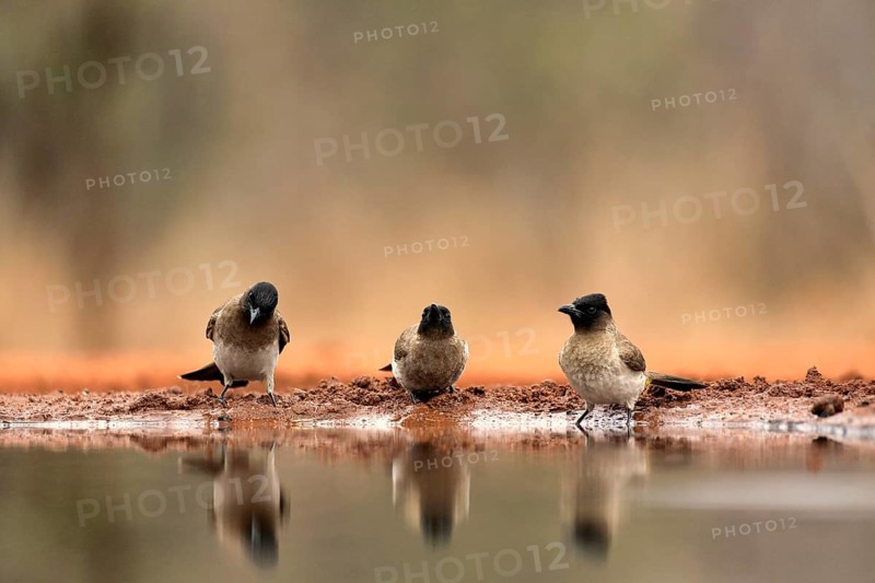 Grey bulbul (Pycnonotus barbatus), adult, group, three birds, at the water, Kruger National Park, Kruger National Park, Krugerpark, South Africa, Africa