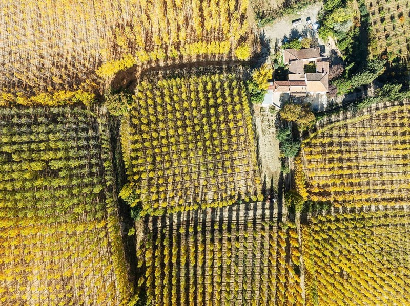 Farmhouse and European Aspen (Populus tremula) in autumnal colours. Cultivated for timber. Aerial view. Drone shot. Granada province, Andalusia, Spain, Europe