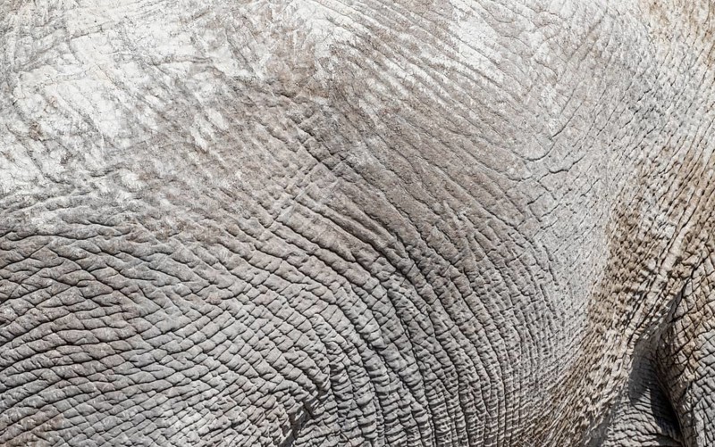 African elephant (Loxodonta africana), detail, wrinkled skin, Etosha National Park, Namibia, Africa