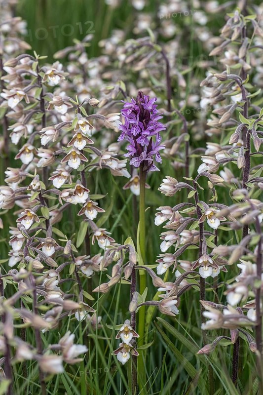 Marsh helleborine (Epipactis palustris) and Southern marsh orchid (Dactylorhiza praetermissa) mass population, Emsland, Lower Saxony, Germany, Europe