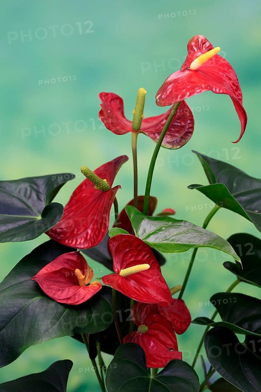 Flamingo flower (Anthurium), flowering, houseplant, Ellerstadt, Germany, Europe