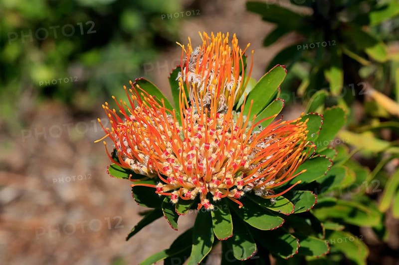 Pincushion protea (Protea Leucospermum erubescens), flower, flowering, silver tree plant, Kirstenbosch Botanical Gardens, Cape Town, South Africa, Africa