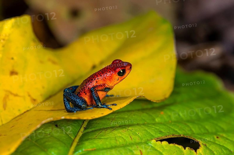 Strawberry poison-dart frog (Oophaga pumilio) sitting on a yellow leaf, Heredia province, Costa Rica, Central America