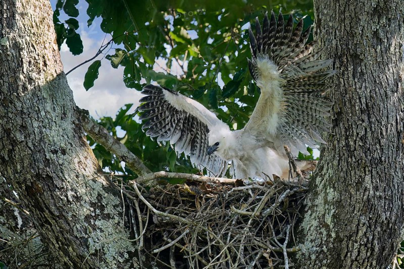 4 month old Harpy Eagle chick, Harpia harpyja, doing flight exercise in the nest, Alta Floresta, Amazon, Brazil, South America