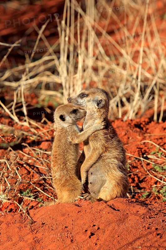 Meerkat (Suricata suricatta), adult with young, warming up in the morning sun, at the den, alert, with young, social behaviour, Tswalu Game Reserve, Kalahari, Northern Cape, South Africa, Africa