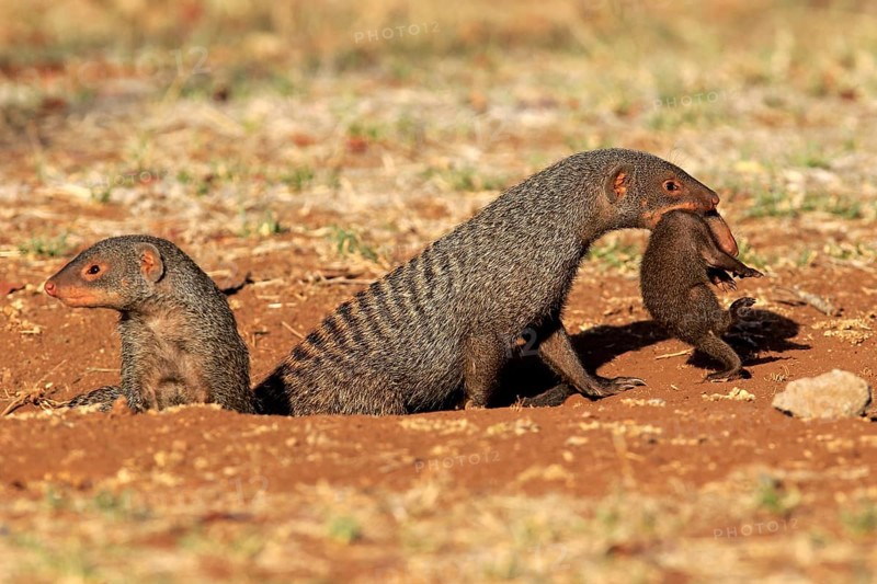 Zebra mongoose (Mungos mungo), adult with young, neck bite, mother carrying young, Kruger National Park, Kruger National Park, South Africa, Africa