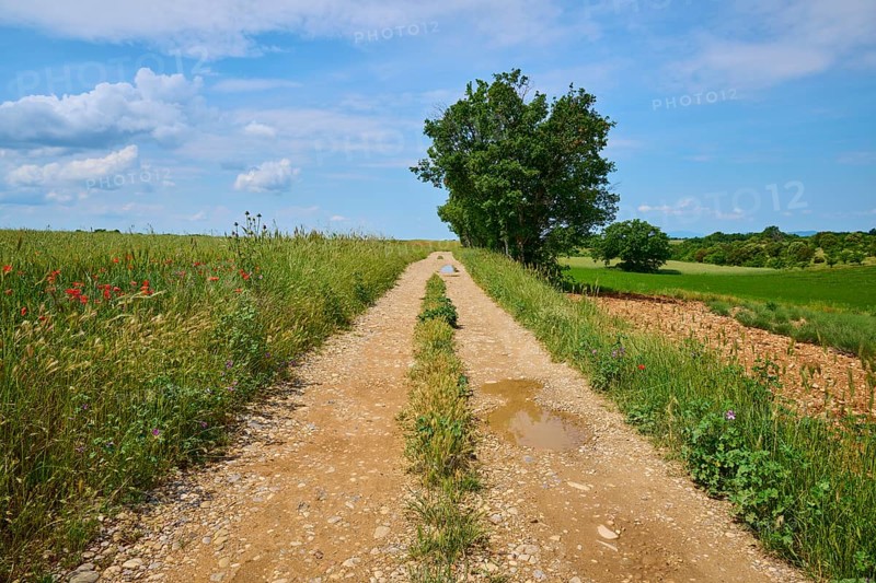 A rural country lane with trees, surrounded by green fields and a blue sky with clouds, summer, Valensole, Alpes-de-Haute-Provence, Provence-Alpes-Cote d'Azur, France, Europe