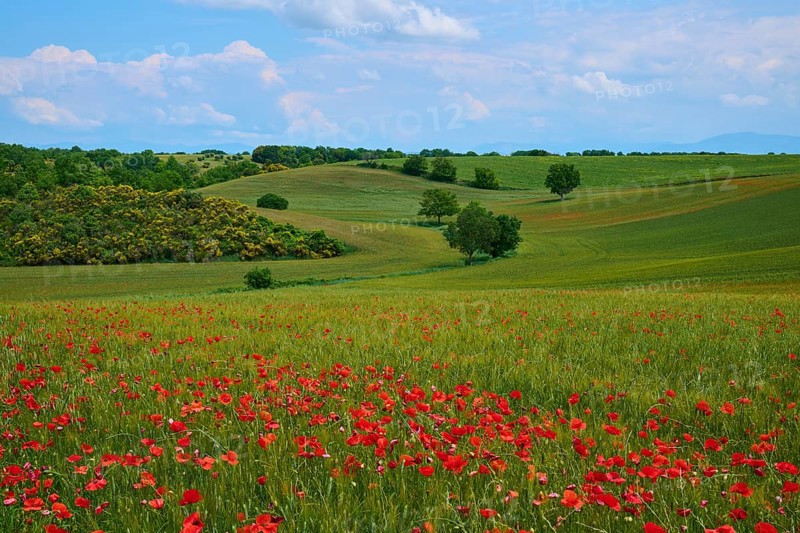 Flower meadow with poppies (Papaver), in the background trees, green hilly fields and a slightly overcast sky, summer, Valensole, Alpes-de-Haute-Provence, Provence-Alpes-Cote d'Azur, France, Europe