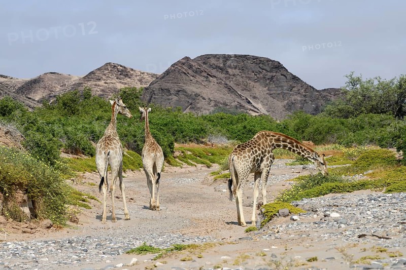 Angola giraffes (Giraffa camelopardalis angolensis) in the Hoanib dry river, Kaokoveld, Kunene region, Namibia, Africa