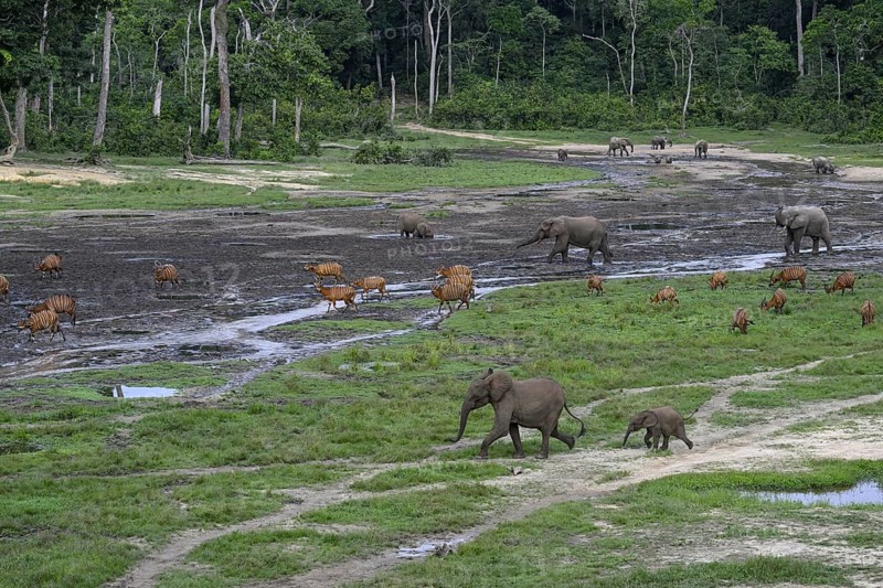 Forest elephants (Loxodonta cyclotis) and bongo antelopes (Tragelaphus eurycerus) in the Dzanga Bai forest clearing, Dzanga-Ndoki National Park, Unesco World Heritage Site, Dzanga-Sangha Complex of Protected Areas (DSPAC), Sangha-Mbaéré Prefecture, Central African Republic, Africa