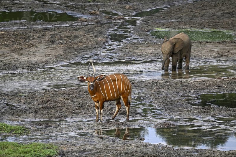Young forest elephant (Loxodonta cyclotis) and bongo antelope (Tragelaphus eurycerus) in the Dzanga Bai forest clearing, Dzanga-Ndoki National Park, Unesco World Heritage Site, Dzanga-Sangha Complex of Protected Areas (DSPAC), Sangha-Mbaéré Prefecture, Central African Republic, Africa