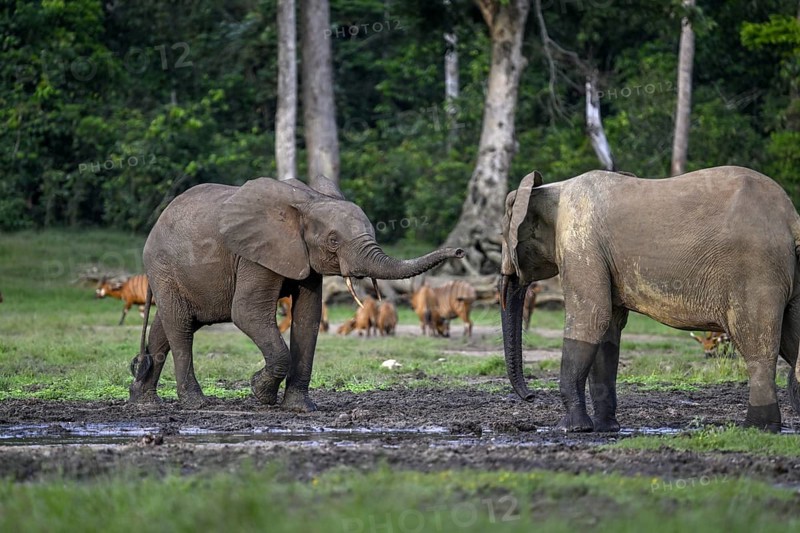 Forest elephants (Loxodonta cyclotis) and bongo antelopes (Tragelaphus eurycerus) in the Dzanga Bai forest clearing, Dzanga-Ndoki National Park, Unesco World Heritage Site, Dzanga-Sangha Complex of Protected Areas (DSPAC), Sangha-Mbaéré Prefecture, Central African Republic, Africa